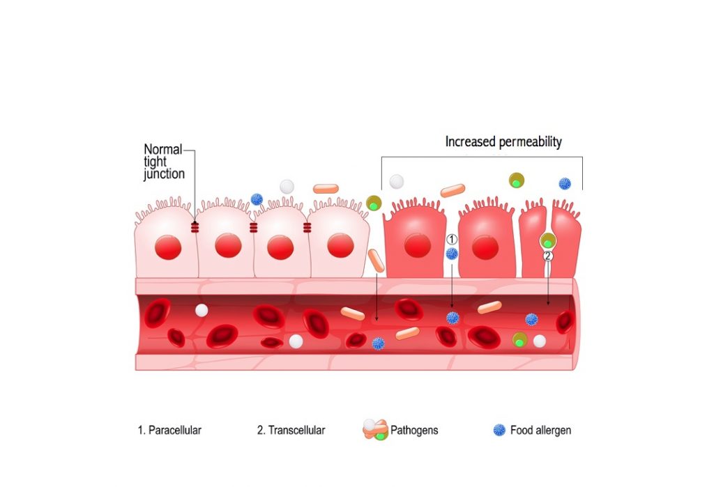 permeability-tervevatsa